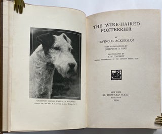 The Wire-Haired Foxterrier.