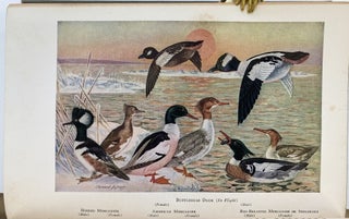 American Duck Goose and Brant Shooting
