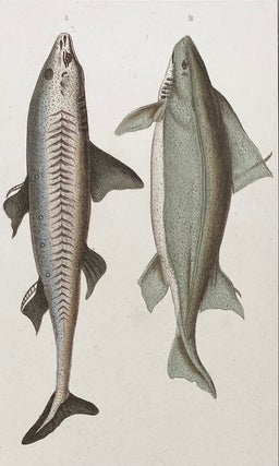 Item #1394 Dogfish and Humantun Shark print from Œuvres du comte de Lacepède, comprenant...