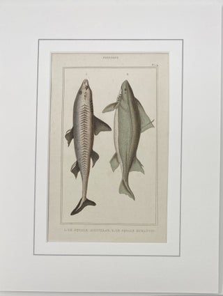 Dogfish and Humantun Shark print from Œuvres du comte de Lacepède, comprenant l’Histoire Naturelle des Quadrupèdes ovipares, des Serpents, des Poissons et des Cétacés; Count de Lacepède’s the Natural History of Oviparous Quadrupeds, Snakes, Fishes and Crustaceans