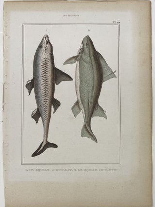 Dogfish and Humantun Shark print from Œuvres du comte de Lacepède, comprenant l’Histoire Naturelle des Quadrupèdes ovipares, des Serpents, des Poissons et des Cétacés; Count de Lacepède’s the Natural History of Oviparous Quadrupeds, Snakes, Fishes and Crustaceans