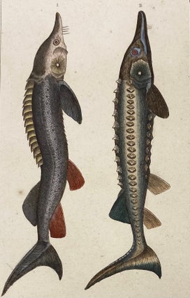 Item #1395 Sturgeon print from Œuvres du comte de Lacepède, comprenant l’Histoire Naturelle...