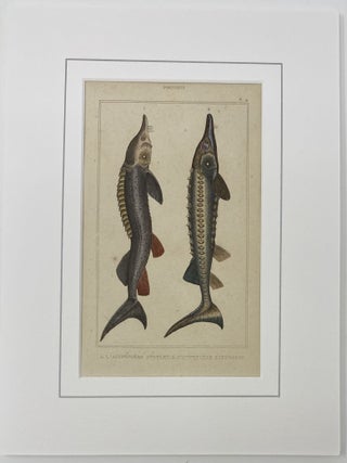 Sturgeon print from Œuvres du comte de Lacepède, comprenant l’Histoire Naturelle des Quadrupèdes ovipares, des Serpents, des Poissons et des Cétacés; Count de Lacepède’s the Natural History of Oviparous Quadrupeds, Snakes, Fishes and Crustaceans