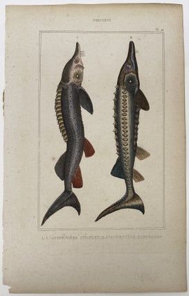 Sturgeon print from Œuvres du comte de Lacepède, comprenant l’Histoire Naturelle des Quadrupèdes ovipares, des Serpents, des Poissons et des Cétacés; Count de Lacepède’s the Natural History of Oviparous Quadrupeds, Snakes, Fishes and Crustaceans