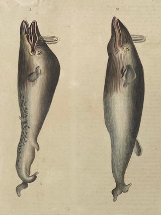 Item #1396 Finback Whale print from Œuvres du comte de Lacepède, comprenant l’Histoire...