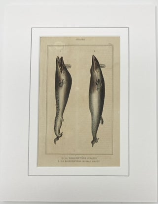 Finback Whale print from Œuvres du comte de Lacepède, comprenant l’Histoire Naturelle des Quadrupèdes ovipares, des Serpents, des Poissons et des Cétacés; Count de Lacepède’s the Natural History of Oviparous Quadrupeds, Snakes, Fishes and Crustaceans