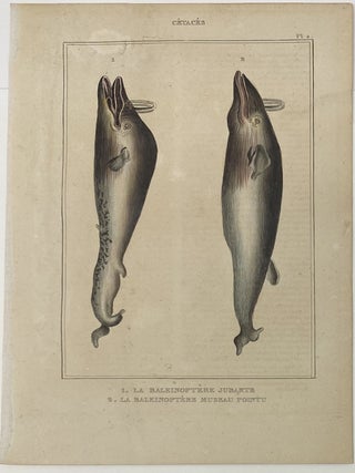 Finback Whale print from Œuvres du comte de Lacepède, comprenant l’Histoire Naturelle des Quadrupèdes ovipares, des Serpents, des Poissons et des Cétacés; Count de Lacepède’s the Natural History of Oviparous Quadrupeds, Snakes, Fishes and Crustaceans