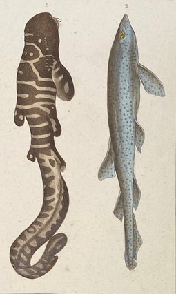 Item #1397 Bearded Shark and Rock Shark print from Œuvres du comte de Lacepède, comprenant...