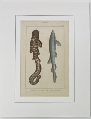 Bearded Shark and Rock Shark print from Œuvres du comte de Lacepède, comprenant l’Histoire Naturelle des Quadrupèdes ovipares, des Serpents, des Poissons et des Cétacés; Count de Lacepède’s the Natural History of Oviparous Quadrupeds, Snakes, Fishes and Crustaceans