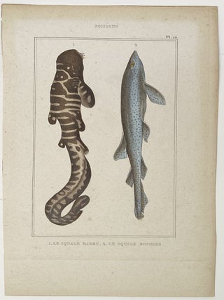 Bearded Shark and Rock Shark print from Œuvres du comte de Lacepède, comprenant l’Histoire Naturelle des Quadrupèdes ovipares, des Serpents, des Poissons et des Cétacés; Count de Lacepède’s the Natural History of Oviparous Quadrupeds, Snakes, Fishes and Crustaceans