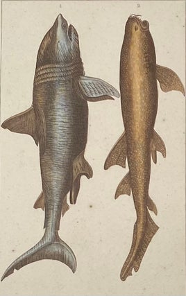 Item #1398 Great Shark and Dotted Shark [perhaps a Whale Shark] print from Œuvres du comte de...