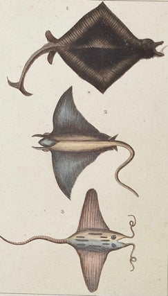 Item #1399 Manatie, Fabronian, and Banksian Stingray print from Œuvres du comte de Lacepède,...