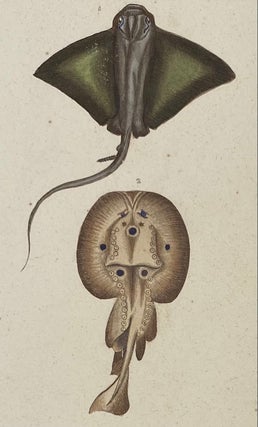 Item #1400 Batis and Bramble Stingray print from Œuvres du comte de Lacepède, comprenant...