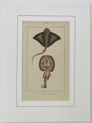 Batis and Bramble Stingray print from Œuvres du comte de Lacepède, comprenant l’Histoire Naturelle des Quadrupèdes ovipares, des Serpents, des Poissons et des Cétacés; Count de Lacepède’s the Natural History of Oviparous Quadrupeds, Snakes, Fishes and Crustaceans