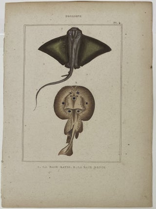 Batis and Bramble Stingray print from Œuvres du comte de Lacepède, comprenant l’Histoire Naturelle des Quadrupèdes ovipares, des Serpents, des Poissons et des Cétacés; Count de Lacepède’s the Natural History of Oviparous Quadrupeds, Snakes, Fishes and Crustaceans