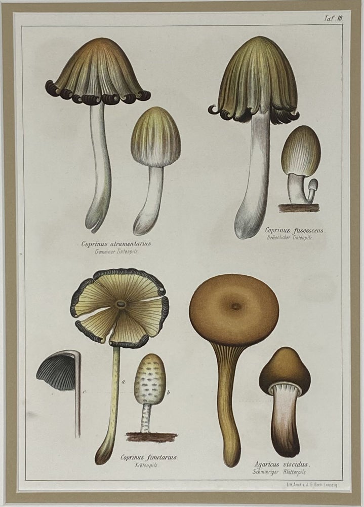 Item #1401 Mushroom print from Die Pilze, enthaltend die Abbildung und Beschreibung der vorzüglichsten Pilze. Gustav PABST, engraver J G. BACH.