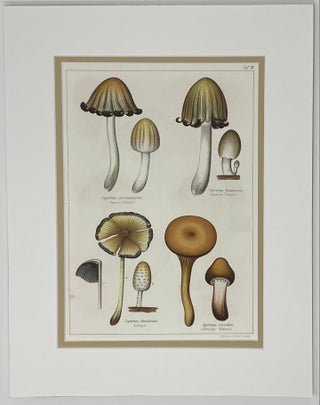 Mushroom print from Die Pilze, enthaltend die Abbildung und Beschreibung der vorzüglichsten Pilze