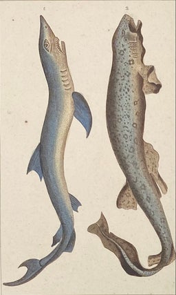 Item #1402 Blue and Dogfish Shark print from Œuvres du comte de Lacepède, comprenant...