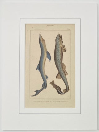 Blue and Dogfish Shark print from Œuvres du comte de Lacepède, comprenant l’Histoire Naturelle des Quadrupèdes ovipares, des Serpents, des Poissons et des Cétacés; Count de Lacepède’s the Natural History of Oviparous Quadrupeds, Snakes, Fishes and Crustaceans