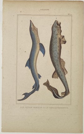 Blue and Dogfish Shark print from Œuvres du comte de Lacepède, comprenant l’Histoire Naturelle des Quadrupèdes ovipares, des Serpents, des Poissons et des Cétacés; Count de Lacepède’s the Natural History of Oviparous Quadrupeds, Snakes, Fishes and Crustaceans