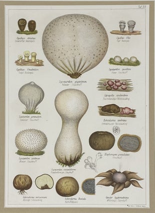 Item #1403 Mushroom print from Die Pilze, enthaltend die Abbildung und Beschreibung der...