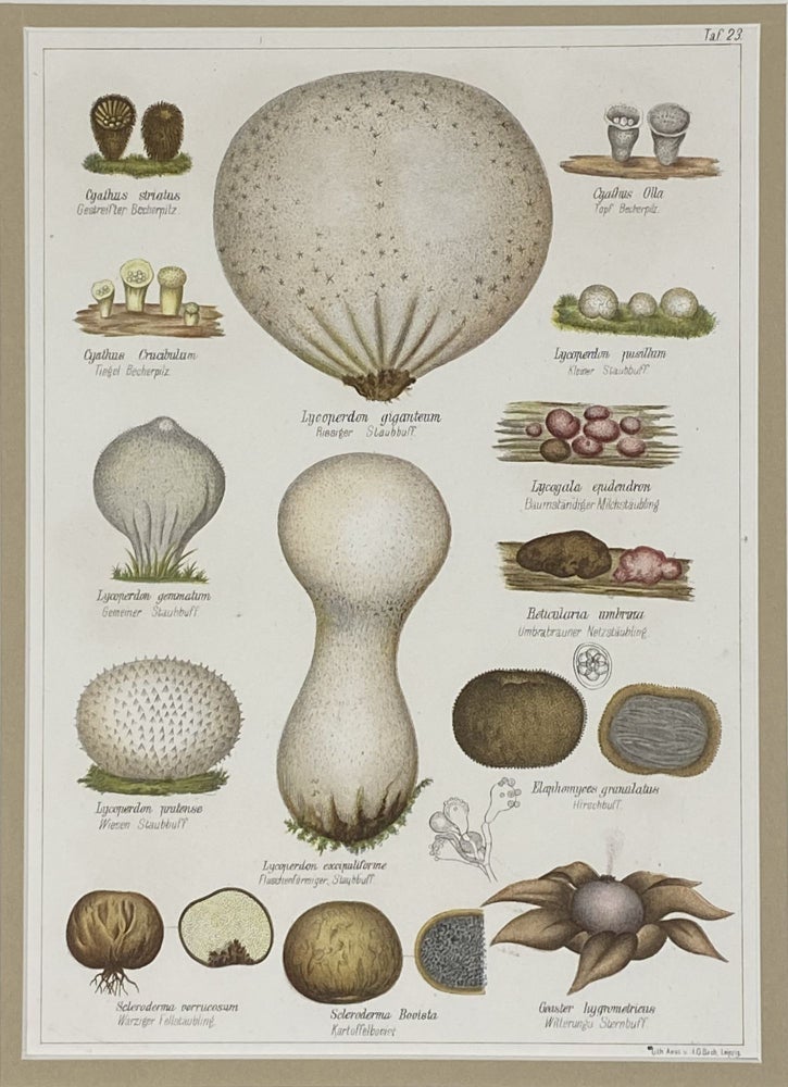 Item #1403 Mushroom print from Die Pilze, enthaltend die Abbildung und Beschreibung der vorzüglichsten Pilze. Gustav PABST, engraver J G. BACH.