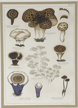 Item #1404 Mushroom print from Die Pilze, enthaltend die Abbildung und Beschreibung der...