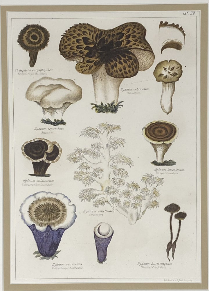 Item #1404 Mushroom print from Die Pilze, enthaltend die Abbildung und Beschreibung der vorzüglichsten Pilze. Gustav PABST, engraver J G. BACH.