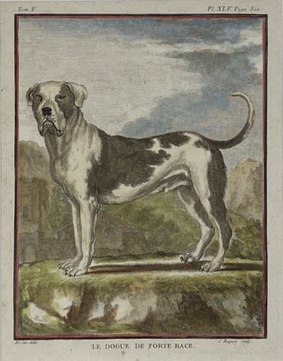 Item #1424 [MATTED PRINT]. Le Dogue de Forte Race. (The Strong Mastiff), Pl. XLV. Jacques...