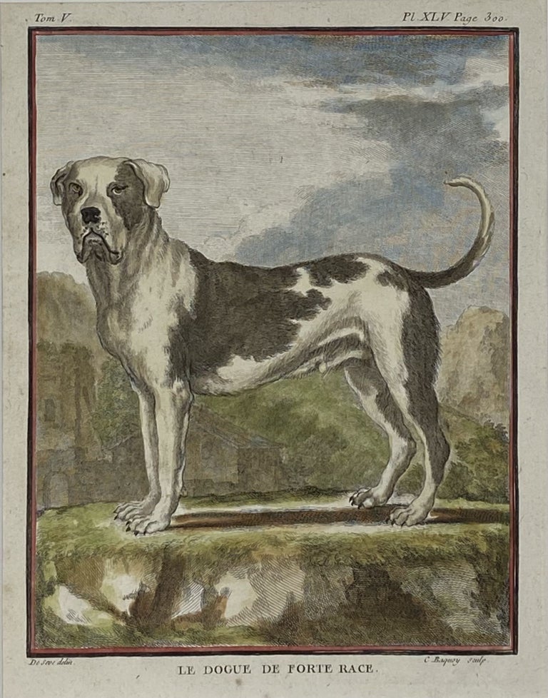 Item #1424 [MATTED PRINT]. Le Dogue de Forte Race. (The Strong Mastiff), Pl. XLV. Jacques DeSÈVE, Comte de Buffon George-Louis LeCLERC.