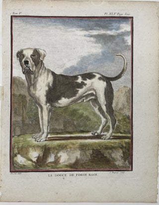 [MATTED PRINT]. Le Dogue de Forte Race. (The Strong Mastiff), Pl. XLV