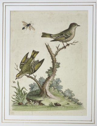 Item #1505 The Golden-crowned Wren, and the Ruby-Crowned Wren, Plate 254, Gleanings of Natural...