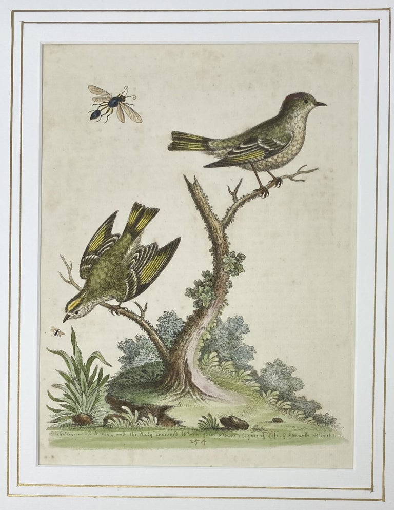 Item #1505 The Golden-crowned Wren, and the Ruby-Crowned Wren, Plate 254, Gleanings of Natural History. George EDWARDS.