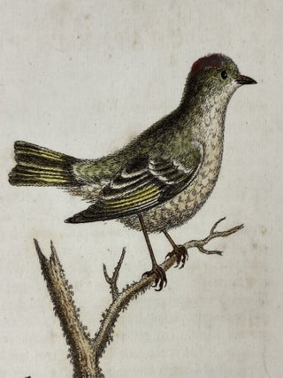The Golden-crowned Wren, and the Ruby-Crowned Wren, Plate 254, Gleanings of Natural History