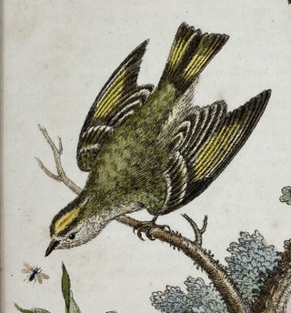 The Golden-crowned Wren, and the Ruby-Crowned Wren, Plate 254, Gleanings of Natural History