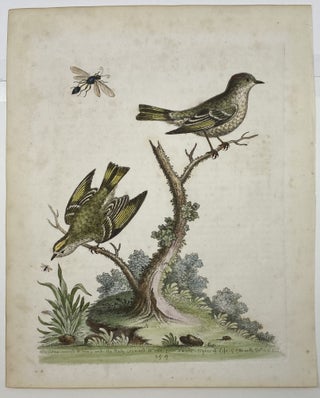 The Golden-crowned Wren, and the Ruby-Crowned Wren, Plate 254, Gleanings of Natural History