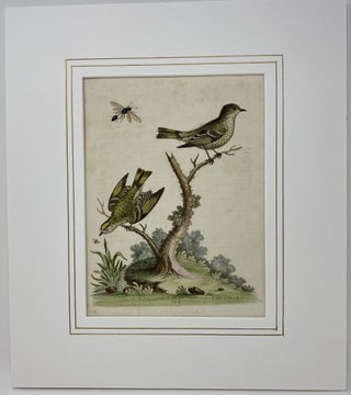 The Golden-crowned Wren, and the Ruby-Crowned Wren, Plate 254, Gleanings of Natural History
