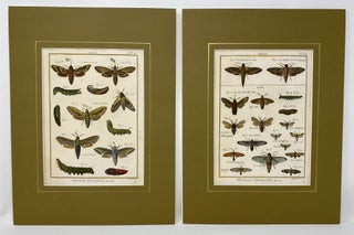 Item #1507 Sphinx, Pl. 65 & 67 [Moths], Histoire Naturelle, Insectes. Pierre Andre LATREILLE