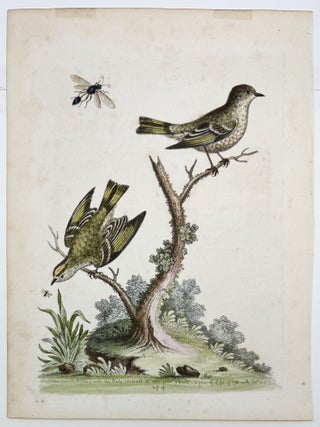 [BIRD PRINT]. The Golden-crowned Wren, and The Ruby-crowned Wren.