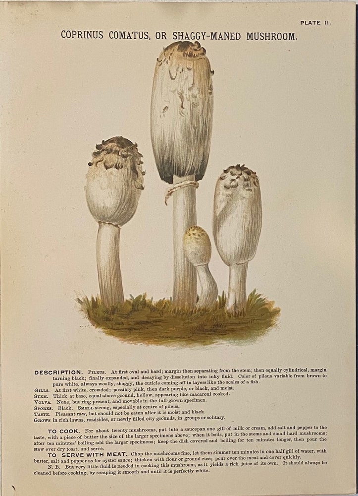 Item #746 Mushrooms of America, Edible and Poisonous. Julius A. PALMER JR.